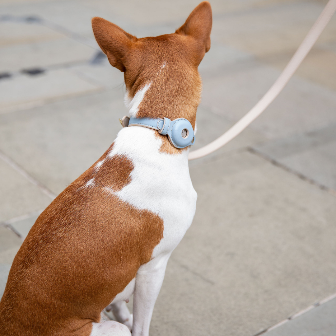 Collar para perro con soporte para AirTag · Azul